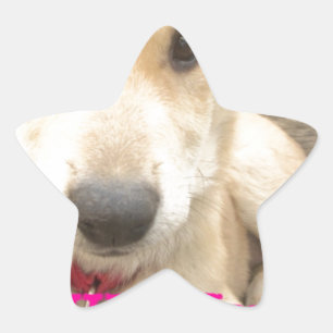 You Should WIFI Your Love Everyday Star Sticker