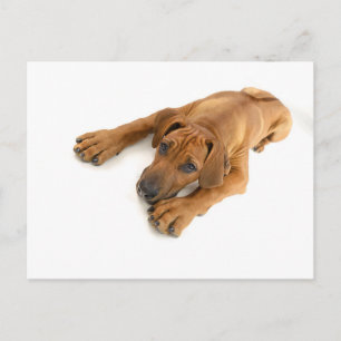 yound Rhodesian ridgeback Postcard