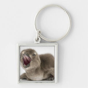 Young African Penguin - Spheniscus demersus. Key Ring