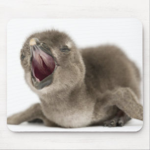 Young African Penguin - Spheniscus demersus. Mouse Mat