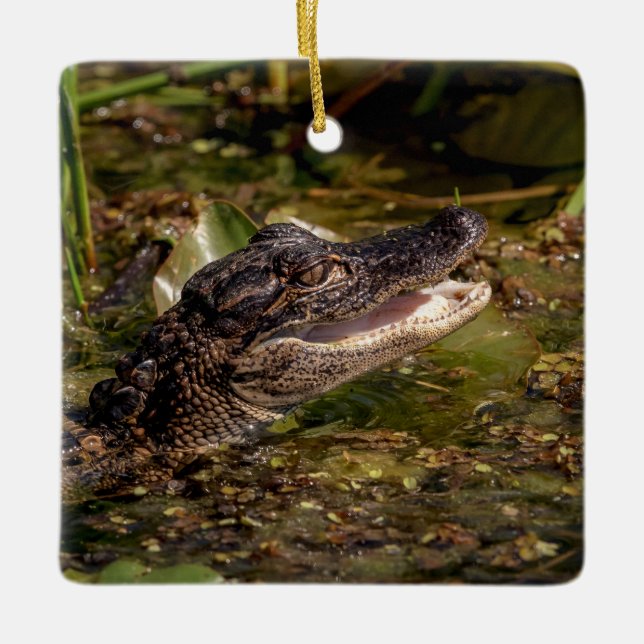 Young Alligator Ceramic Ornament (Front)