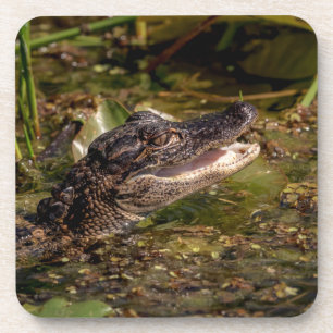 Young Alligator Coaster