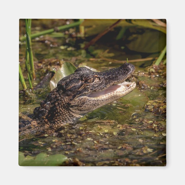 Young Alligator Magnet (Front)