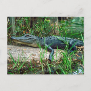 Young Alligator Postcard