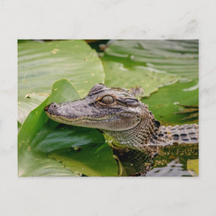 Young Alligator Postcard