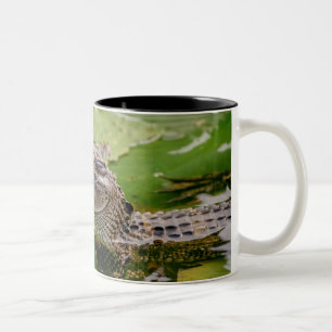 Young Alligator Two-Tone Coffee Mug