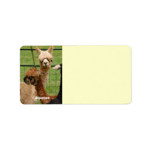 Young Alpacas Label