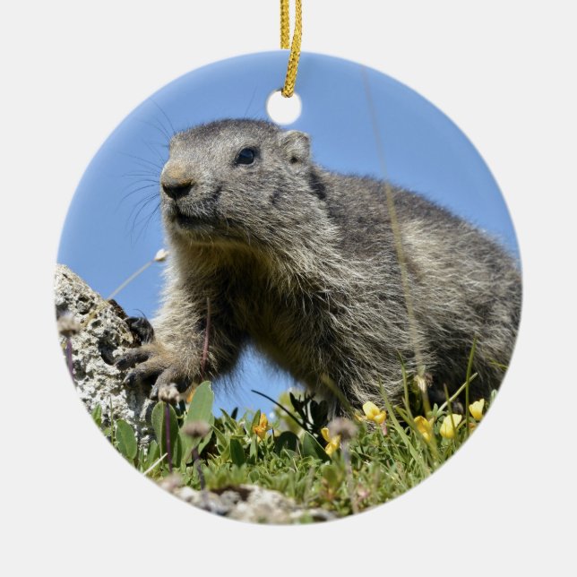 Young Alpine marmot Ceramic Tree Decoration (Front)