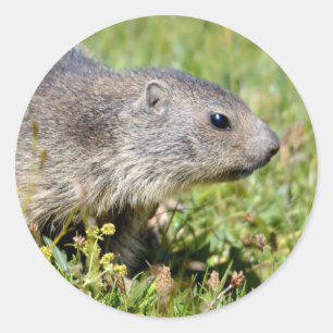 Young Alpine marmot in grass Classic Round Sticker