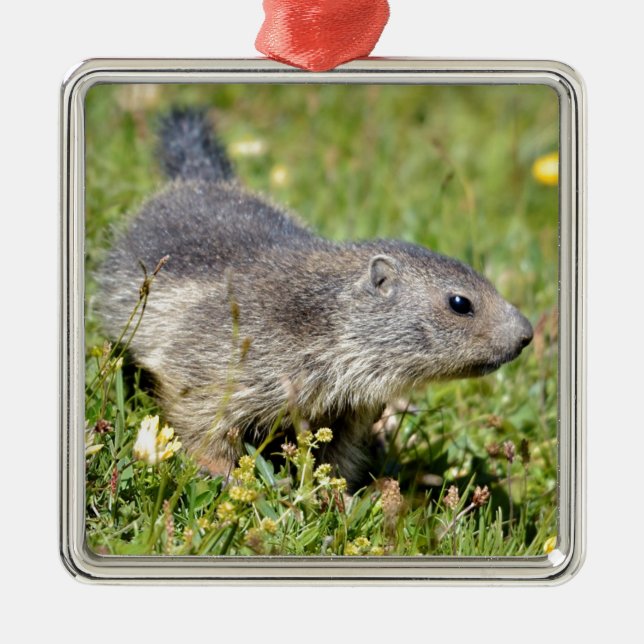 Young Alpine marmot in grass Metal Tree Decoration (Front)