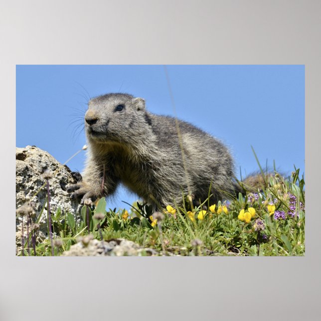 Young Alpine marmot Poster (Front)