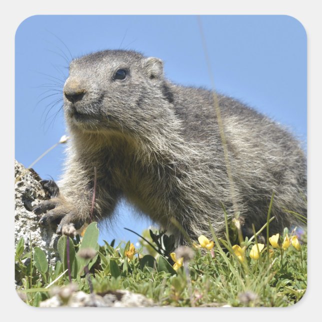 Young Alpine marmot Square Sticker (Front)