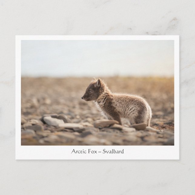 Young Arctic Fox in Svalbard Postcard (Front)