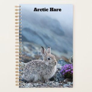 Young Arctic Hare Planner
