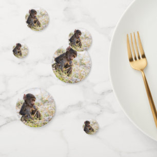 Young Baboon Confetti