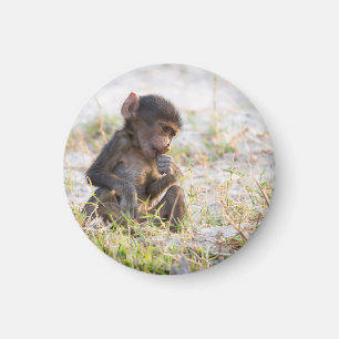 Young Baboon Magnet