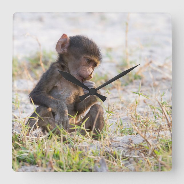 Young Baboon Square Wall Clock (Front)