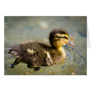 Young Baby Duck