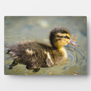 Young Baby Duck Plaque