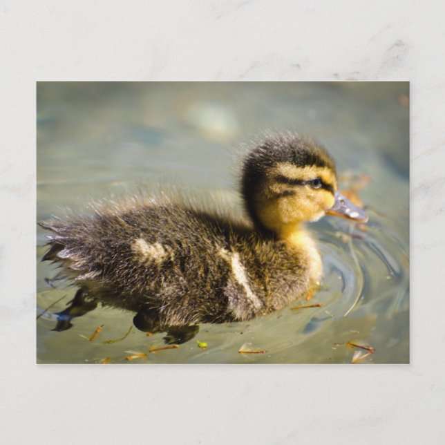 Young Baby Duck Postcard (Front)