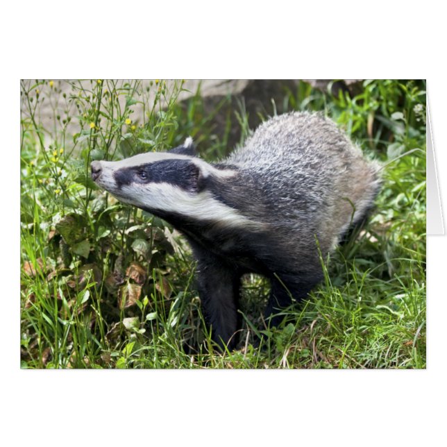 Young Badger Card (Front Horizontal)