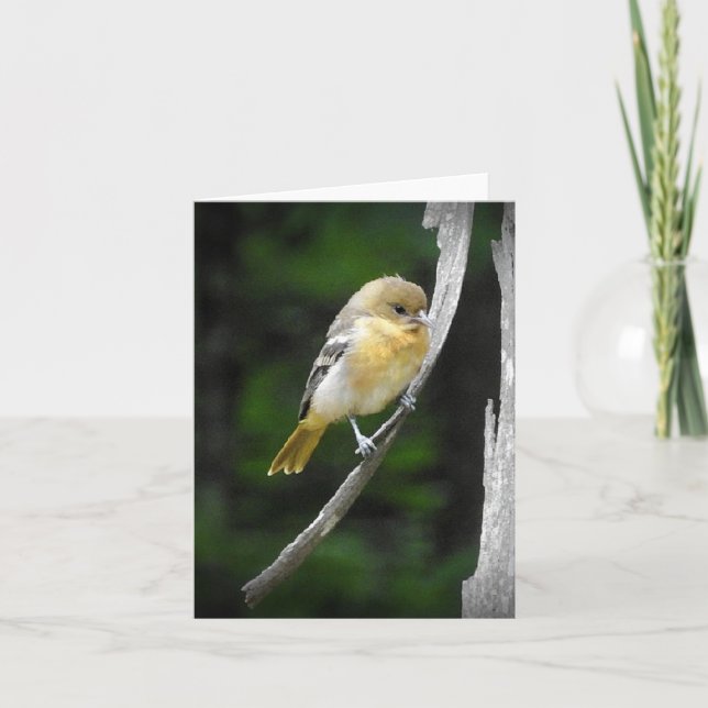 Young Baltimore Oriole blank inside Card (Front)