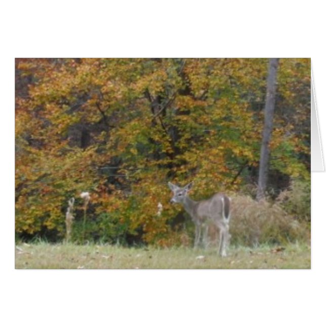 Young Bambi Deer with fall trees. (Front Horizontal)