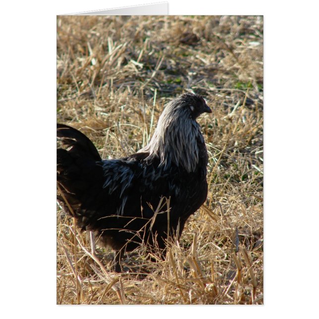 Young Bantam (Front)