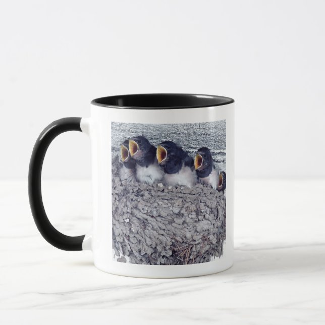 young barn swallows mug (Left)