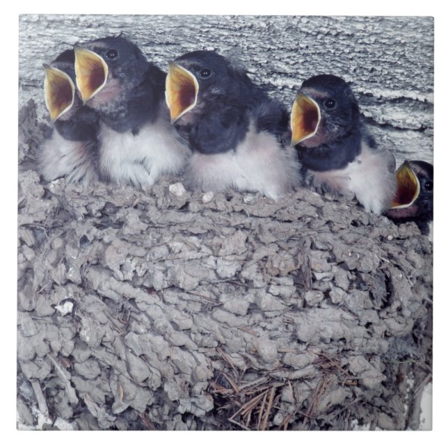 young barn swallows tile (Front)