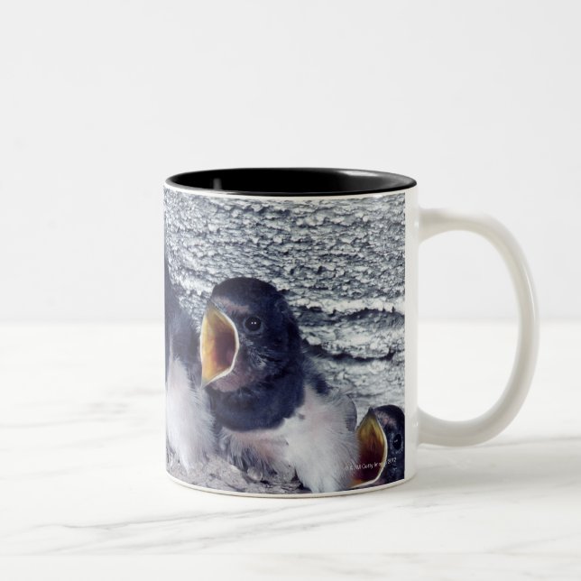 young barn swallows Two-Tone coffee mug (Right)