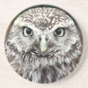 Young Barred Owl Coaster