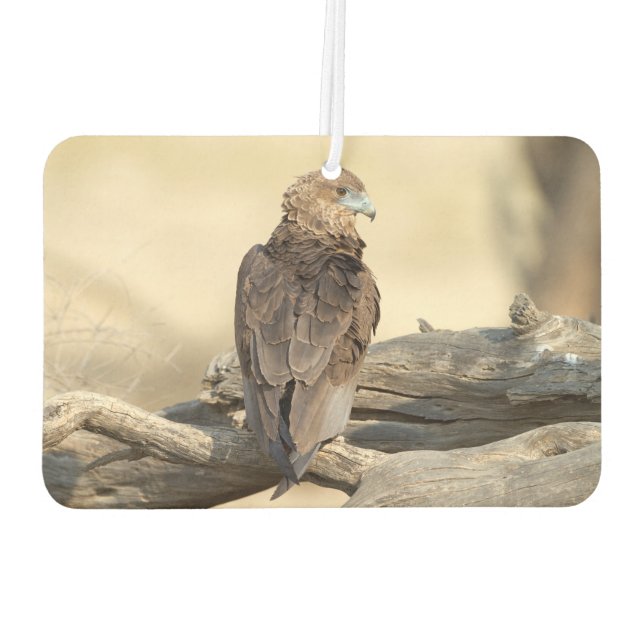 Young Bateleur Car Air Freshener (Back)