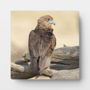 Young Bateleur Plaque