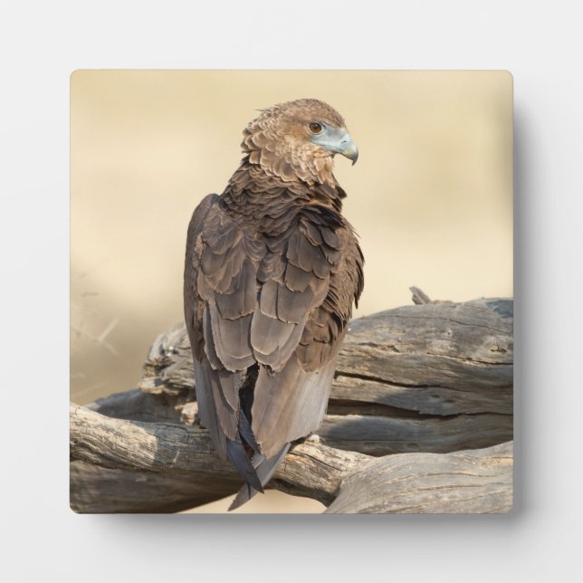 Young Bateleur Plaque (Front)