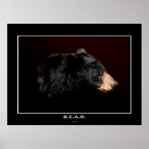 Young Black Bear Art Study Poster