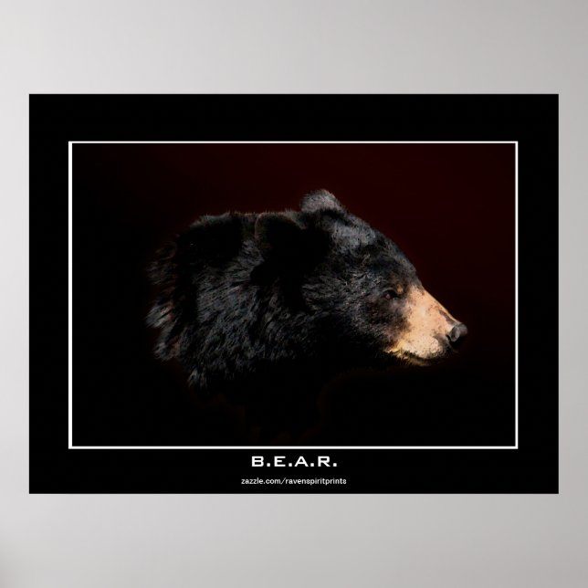 Young Black Bear Study Art Poster (Front)