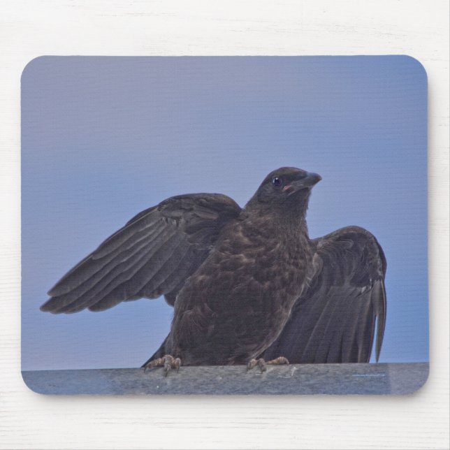 Young Black Raven on Quesnel Bridge w Sky Mouse Mat (Front)