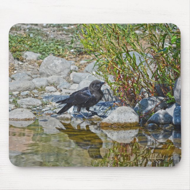 Young Black Raven Reflected in Pool Mouse Mat (Front)