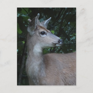 Young Black-Tailed Buck Postcard