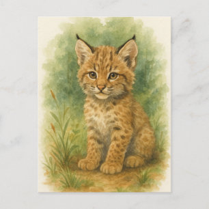 Young Bobcat Kitten Cat Baby Wild Animals Postcard