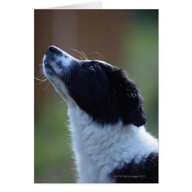 Young Border Collie (Front)