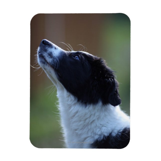 Young Border Collie Magnet (Vertical)