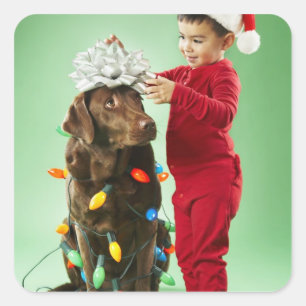 Young boy wrapping Christmas lights around a dog Square Sticker
