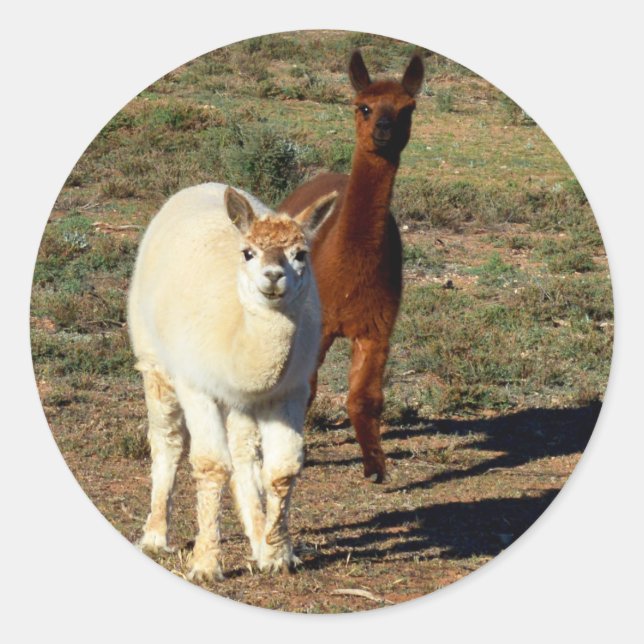 Young Brown And White Alpacas,  Classic Round Sticker (Front)