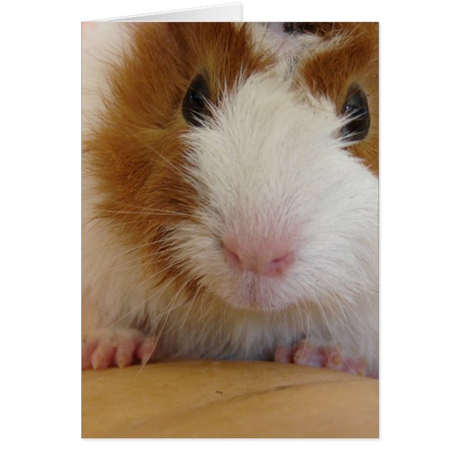 Young Brown and White Guinea Pig on Pumpkin (Front)