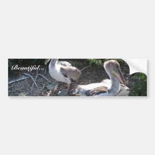 Young brown pelicans bumper sticker
