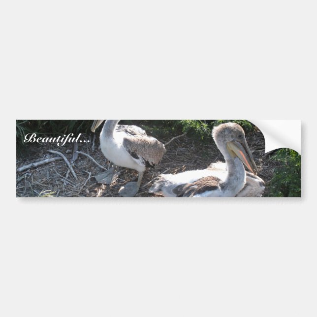 Young brown pelicans bumper sticker (Front)