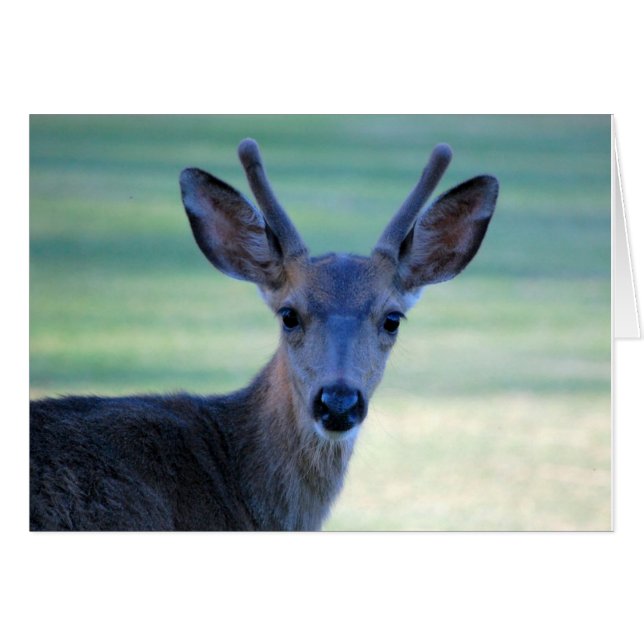 young buck (Front Horizontal)