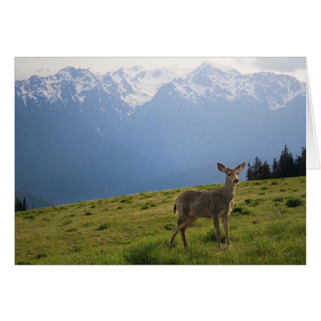 Young Buck and Mt. Olympus Peaks (Front Horizontal)